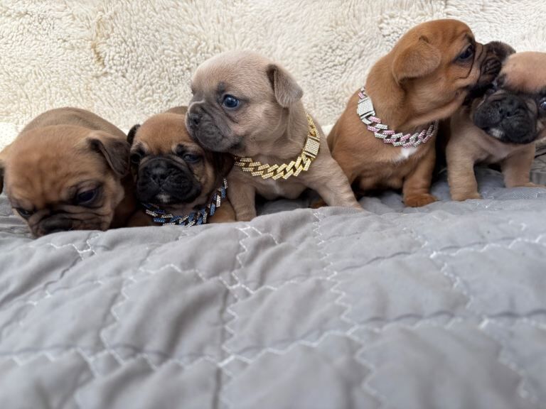 French bulldog puppies - Image 3 of 3