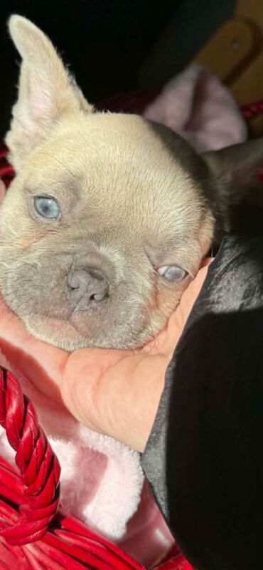 Blue French Bulldog Puppies For Sale