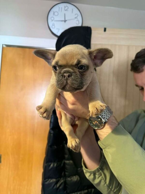 French bulldog Puppies - Image 2 of 6