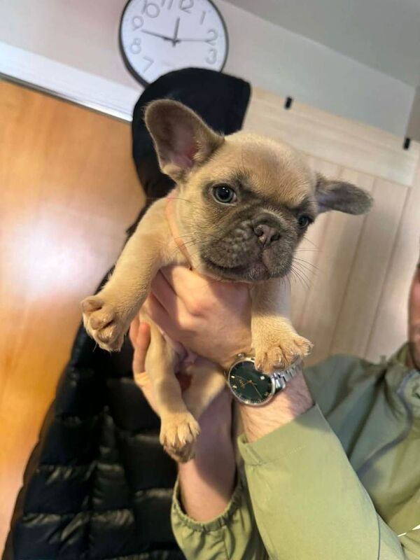 French bulldog Puppies - Image 3 of 6