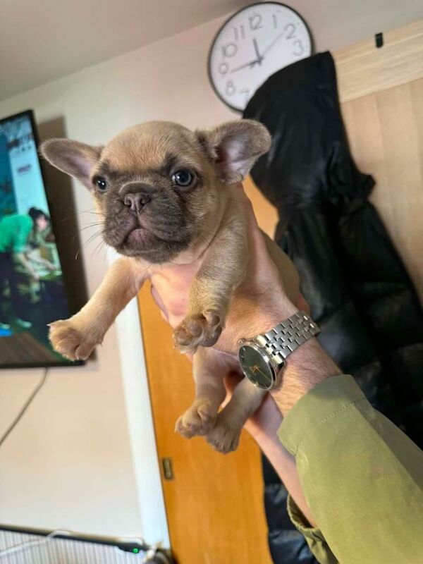 French bulldog Puppies - Image 4 of 6