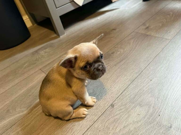 French bulldog Puppies - Image 5 of 6