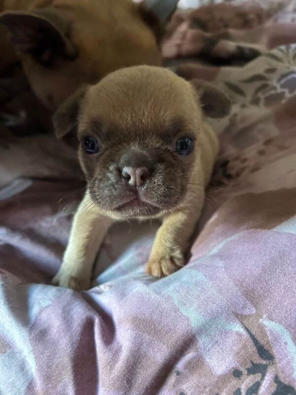 French bulldog Puppies - Image 6 of 6