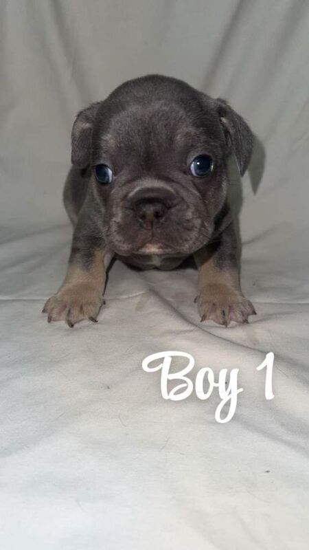 French bulldog puppies