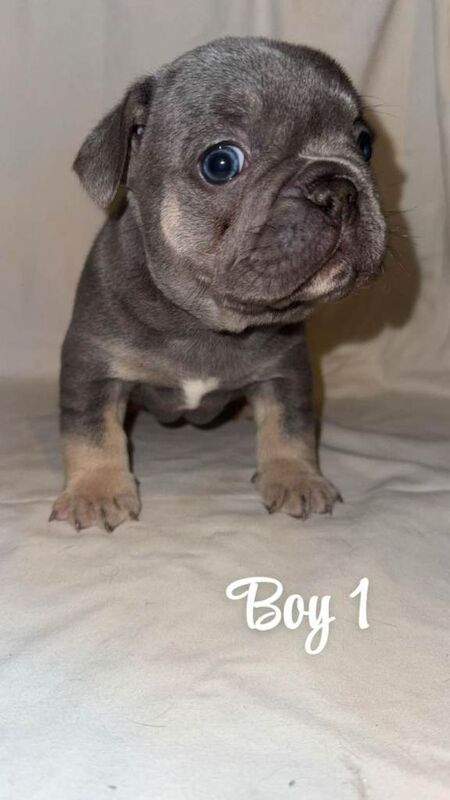 French bulldog puppies - Image 2 of 6