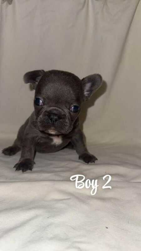 French bulldog puppies - Image 3 of 6