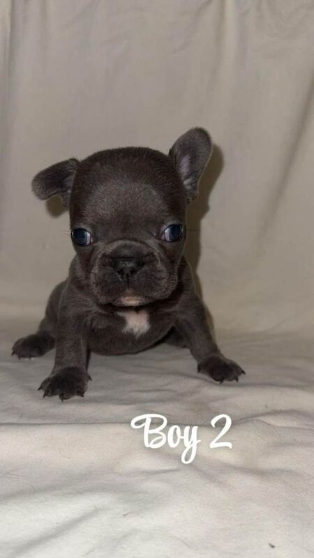 French bulldog puppies - Image 4 of 6
