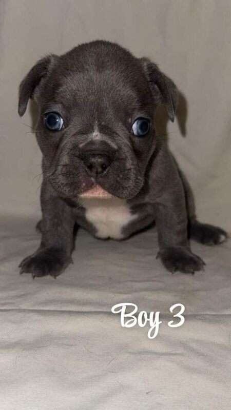 French bulldog puppies - Image 5 of 6