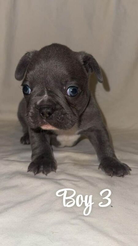 French bulldog puppies - Image 6 of 6