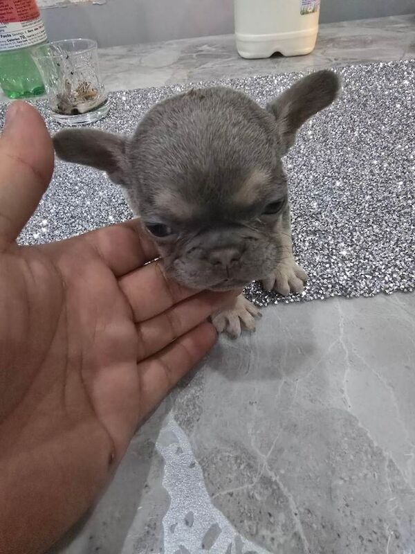 French bulldog puppies