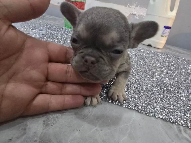French bulldog puppies - Image 2 of 4