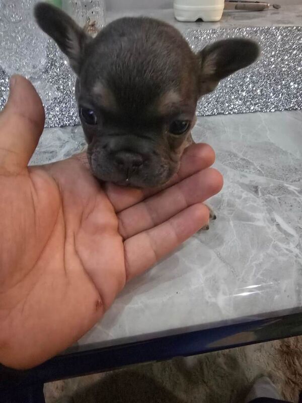 French bulldog puppies - Image 3 of 4