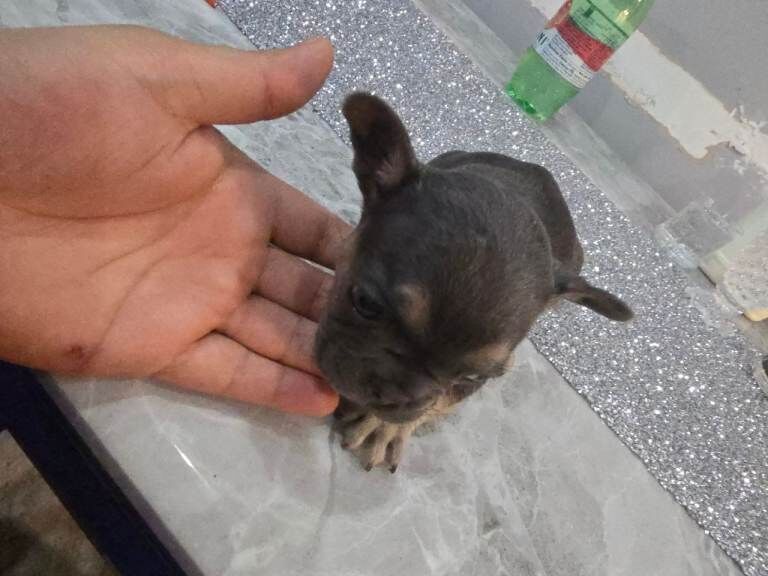 French bulldog puppies - Image 4 of 4