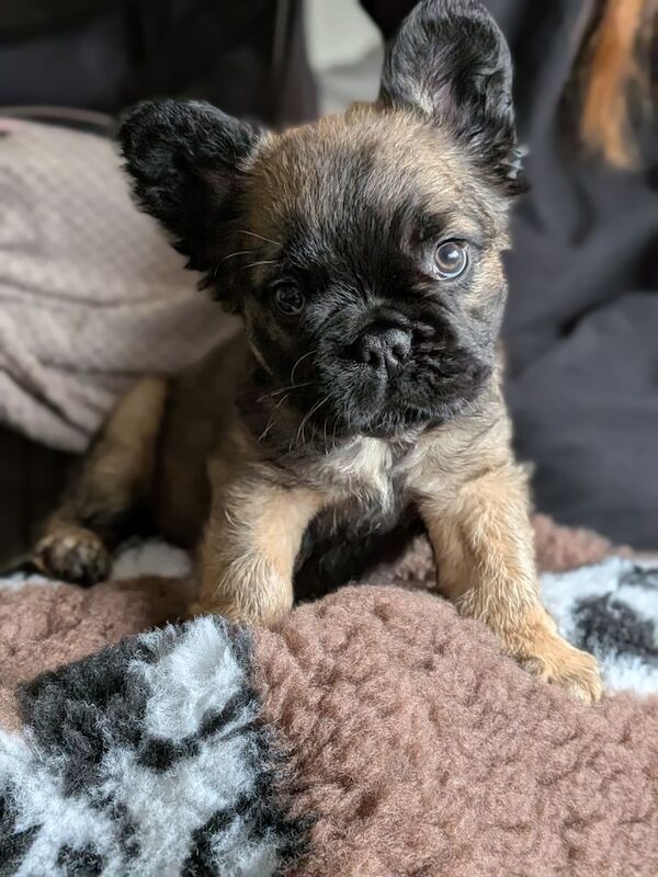 French Bulldog puppies - Image 3 of 3