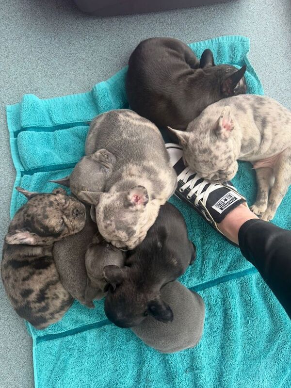French Bulldog puppies