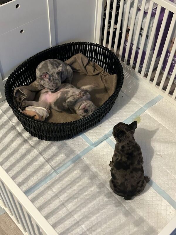 French Bulldog puppies - Image 2 of 4