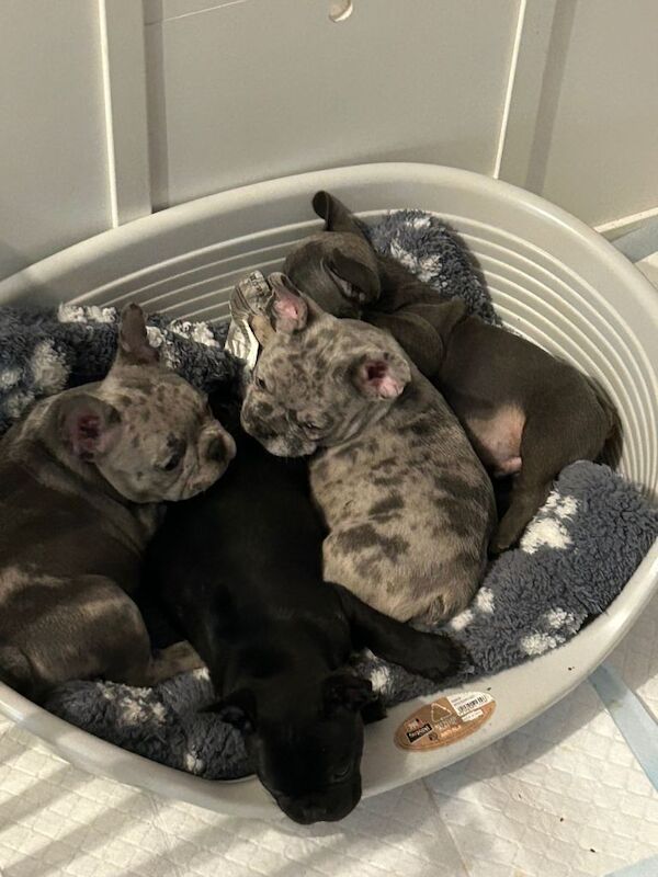 French Bulldog puppies - Image 3 of 4