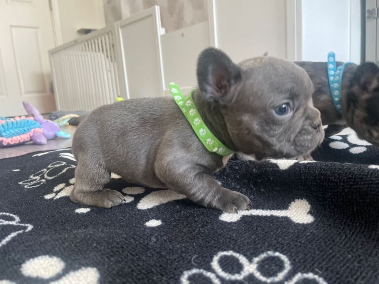 French Bulldog puppies - Image 4 of 4