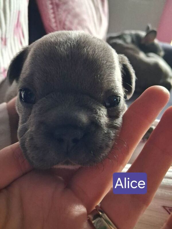 French Bulldog Puppies For Sale Under £1,000