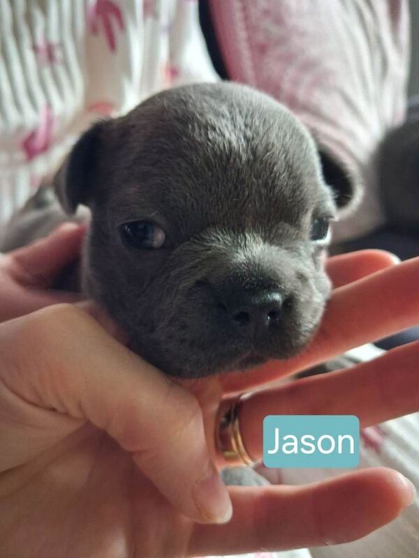 French Bulldog puppies - Image 2 of 4