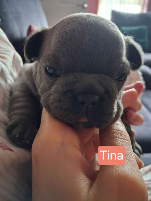 French Bulldog puppies - Image 3 of 4