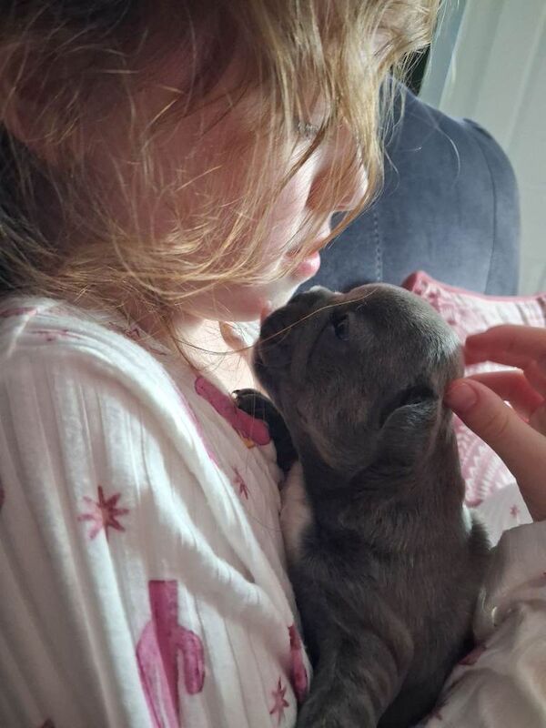 French Bulldog puppies - Image 4 of 4