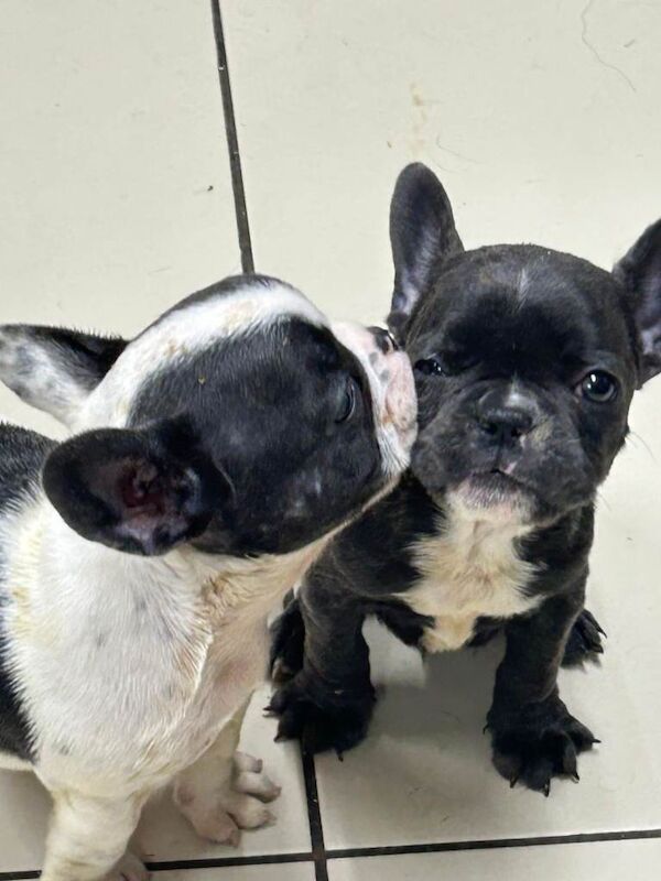 Kennel Club Registered French Bulldog Puppies For Sale