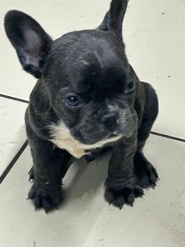 French Bulldog Puppies - Image 2 of 5
