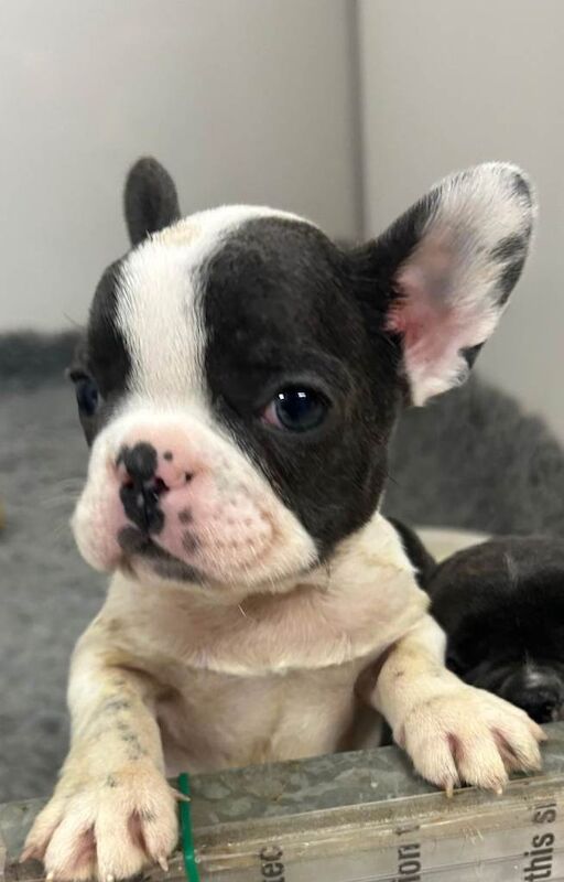 French Bulldog Puppies - Image 3 of 5