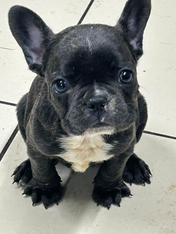 French Bulldog Puppies - Image 4 of 5