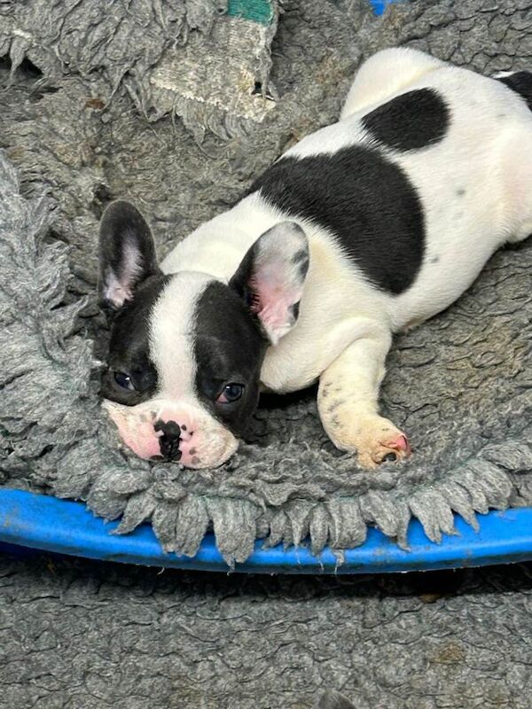 French Bulldog Puppies - Image 5 of 5
