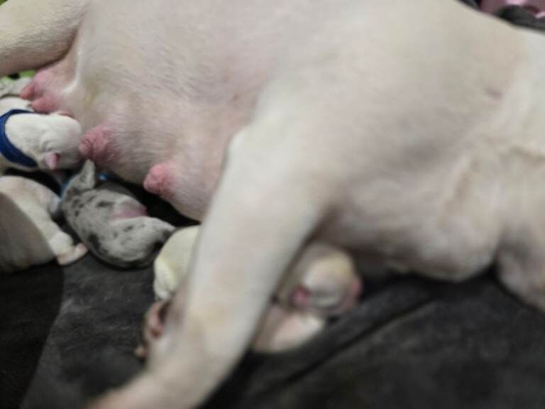 French bulldog puppies