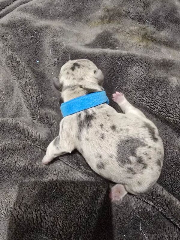 French bulldog puppies - Image 2 of 4