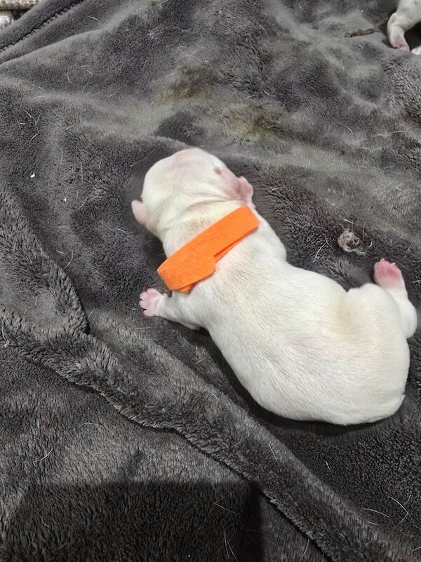 French bulldog puppies - Image 3 of 4