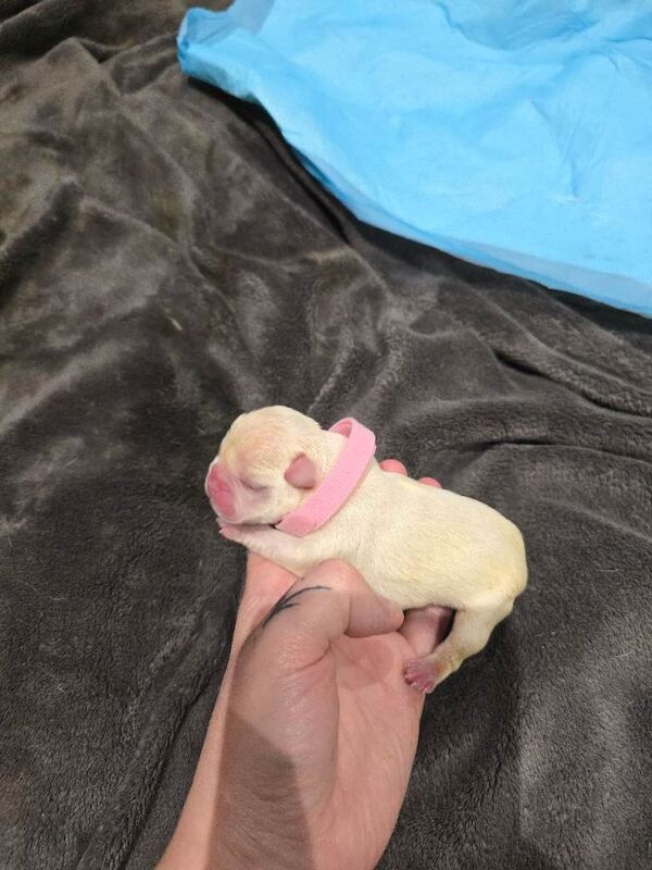 French bulldog puppies - Image 4 of 4