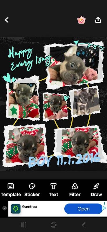 French bulldog puppies