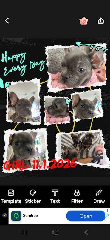 French bulldog puppies - Image 2 of 4