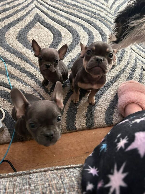 French bulldog puppies - Image 3 of 4