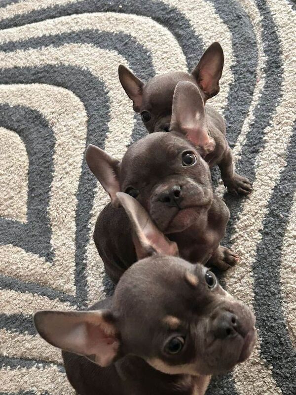 French bulldog puppies - Image 4 of 4