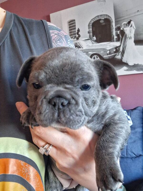 French bulldog puppies
