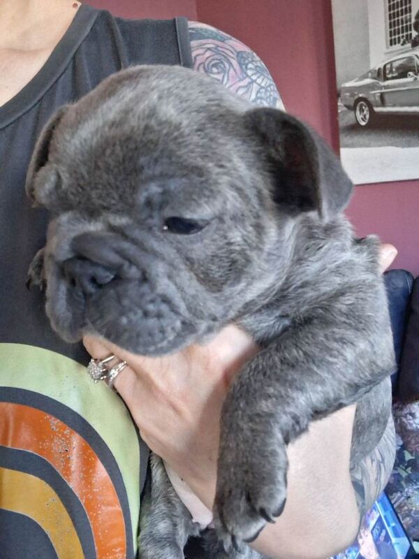 French bulldog puppies - Image 2 of 4