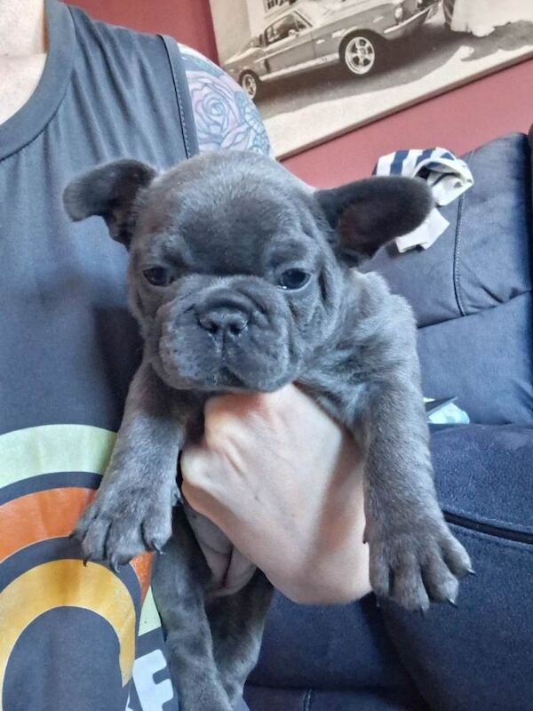 French bulldog puppies - Image 3 of 4