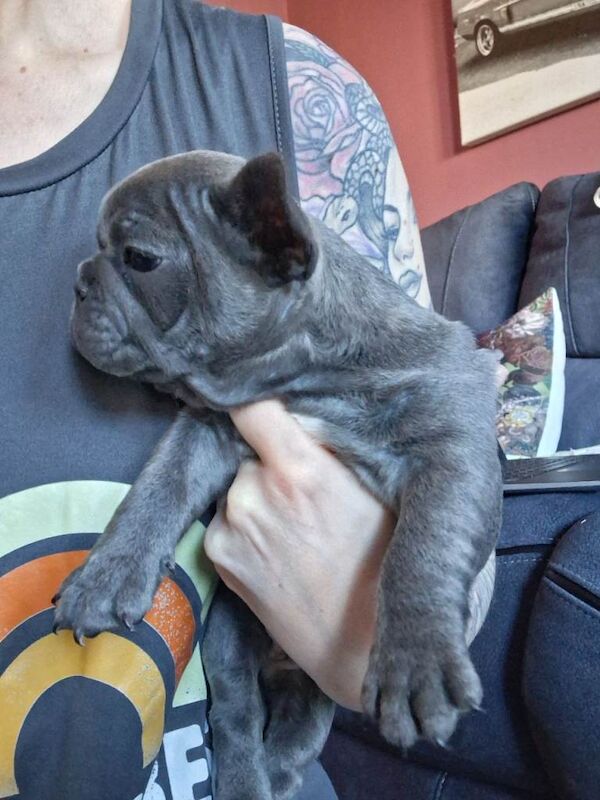 French bulldog puppies - Image 4 of 4