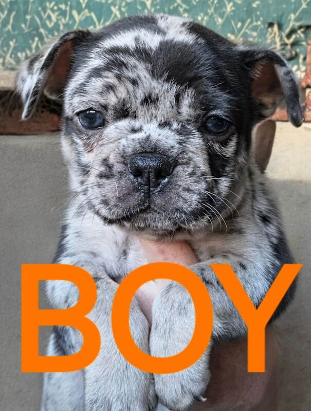 French bulldog puppies