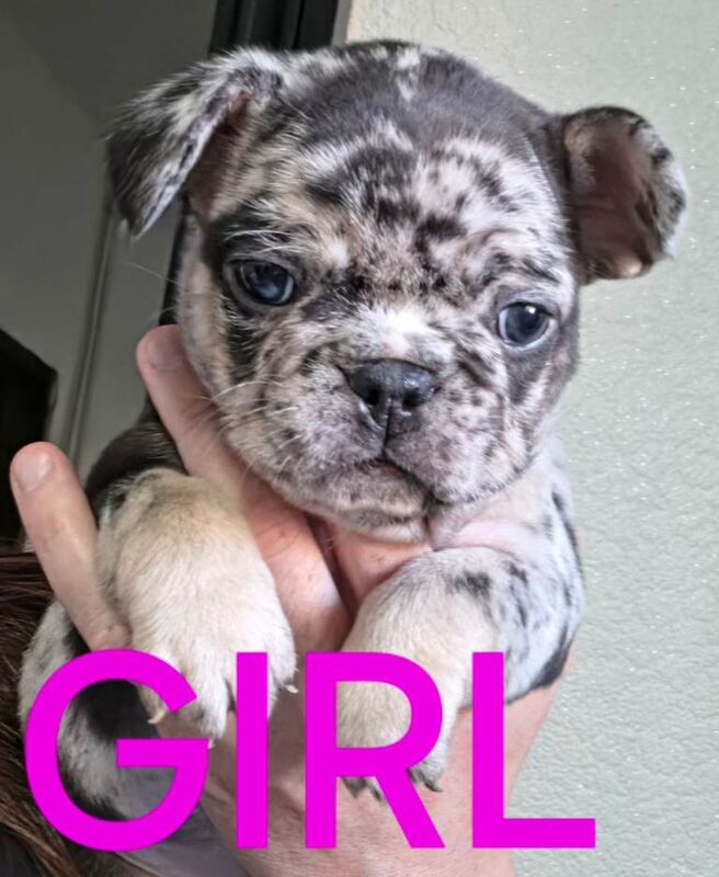 French bulldog puppies - Image 2 of 4