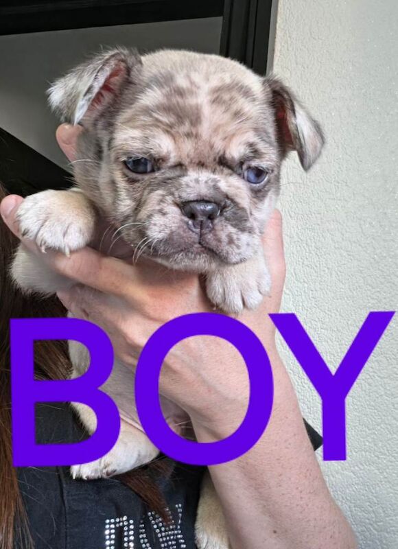 French bulldog puppies - Image 3 of 4