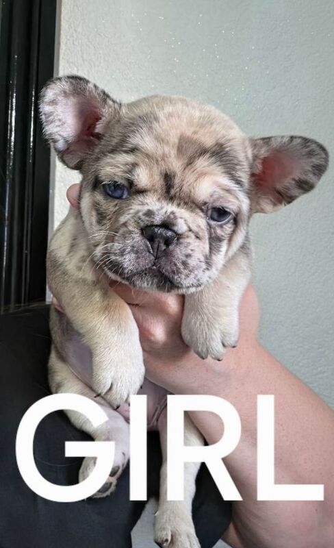 French bulldog puppies - Image 4 of 4