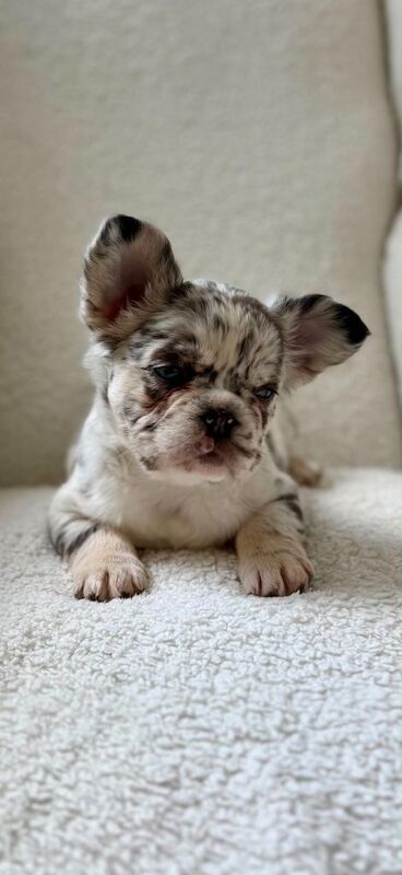 French bulldog puppies