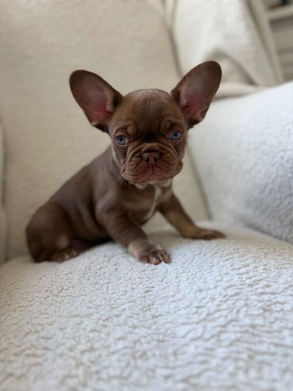 French bulldog puppies - Image 2 of 3