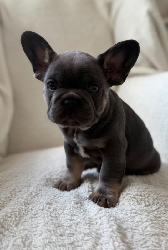 French bulldog puppies - Image 3 of 3